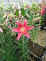 [4200 Viviana EVR No01.JPG]